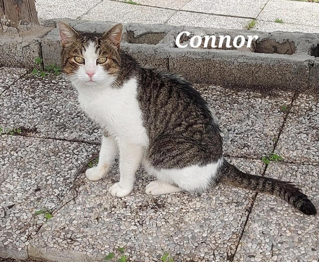 イグレージアスSa Domu 'E Pisittuアパートメント エクステリア 写真