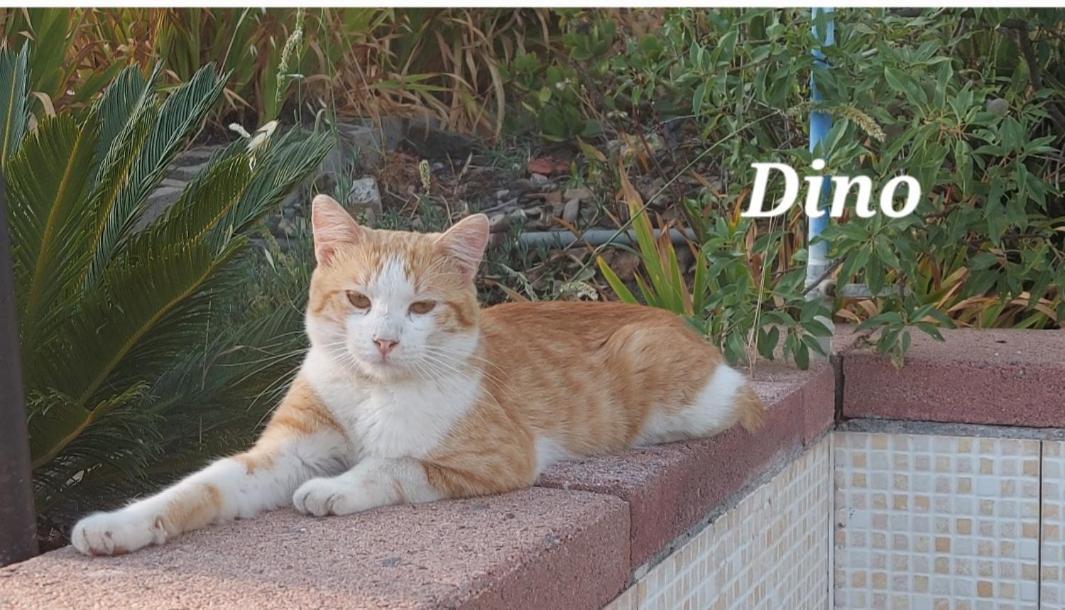 イグレージアスSa Domu 'E Pisittuアパートメント エクステリア 写真
